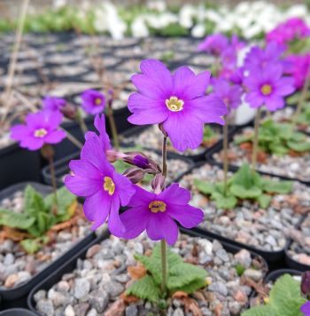 Primula amoena - 8cm pot 